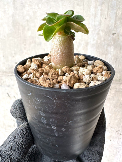 【現品限り】[在庫整理価格]アデニウム・DHA 葉巻【I26】 Adenium DHA
