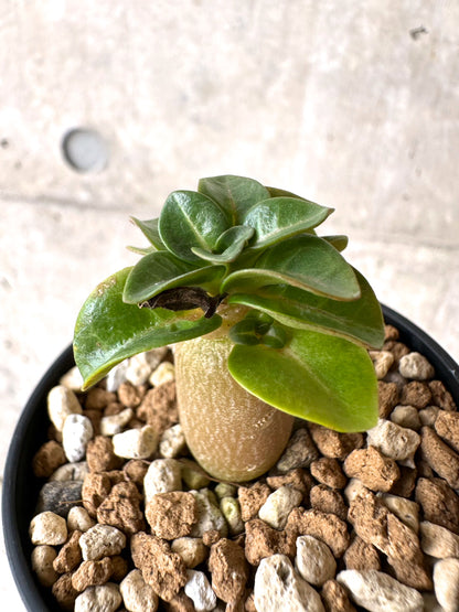 【現品限り】[在庫整理価格]アデニウム・DHA 葉巻【I26】 Adenium DHA