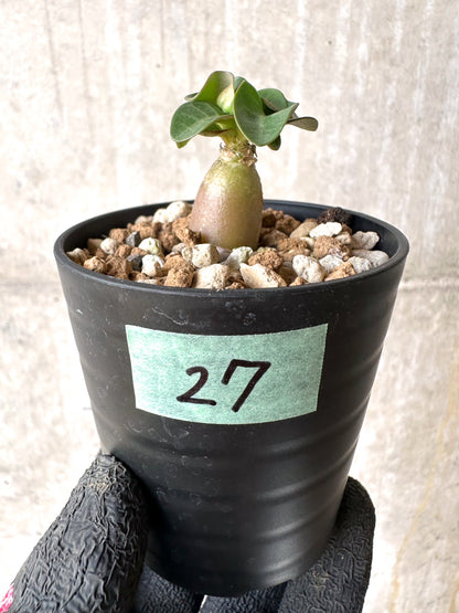 【現品限り】[在庫整理価格]アデニウム・DHA 葉巻【I27】 Adenium DHA
