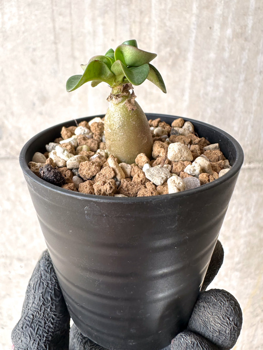 【現品限り】[在庫整理価格]アデニウム・DHA 葉巻【I27】 Adenium DHA