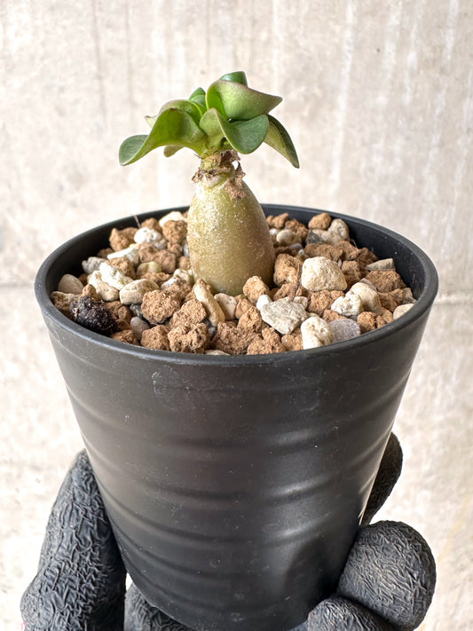 【現品限り】[在庫整理価格]アデニウム・DHA 葉巻【I27】 Adenium DHA
