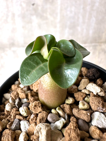 【現品限り】[在庫整理価格]アデニウム・DHA 葉巻【I27】 Adenium DHA