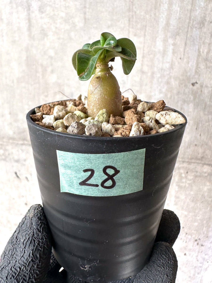 【現品限り】[在庫整理価格]アデニウム・DHA 葉巻【I28】 Adenium DHA