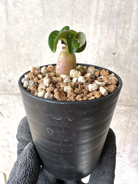 【現品限り】[在庫整理価格]アデニウム・DHA 葉巻【I28】 Adenium DHA
