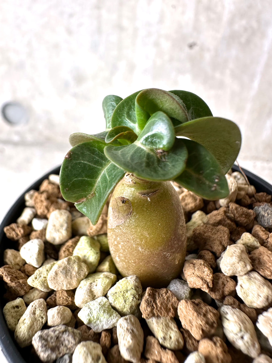 【現品限り】[在庫整理価格]アデニウム・DHA 葉巻【I28】 Adenium DHA