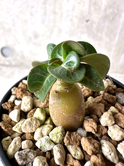 【現品限り】[在庫整理価格]アデニウム・DHA 葉巻【I28】 Adenium DHA