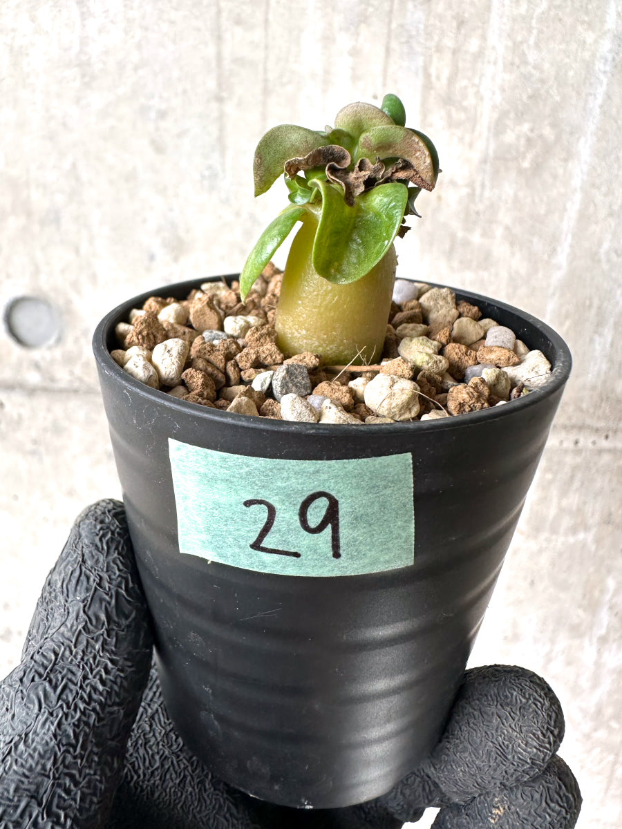 【現品限り】[在庫整理価格]アデニウム・DHA 葉巻【I29】 Adenium DHA