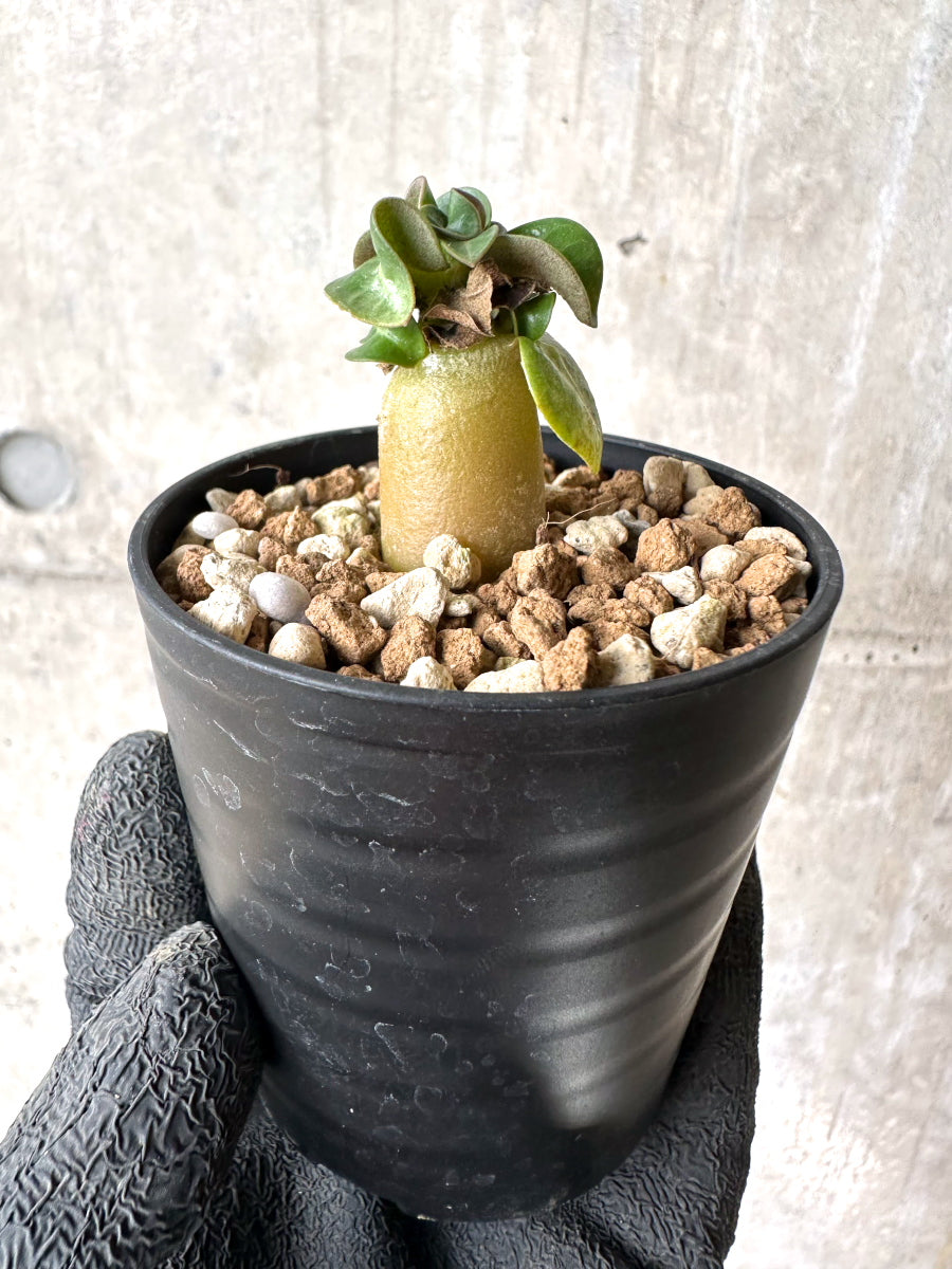 【現品限り】[在庫整理価格]アデニウム・DHA 葉巻【I29】 Adenium DHA