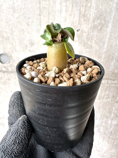 【現品限り】[在庫整理価格]アデニウム・DHA 葉巻【I29】 Adenium DHA
