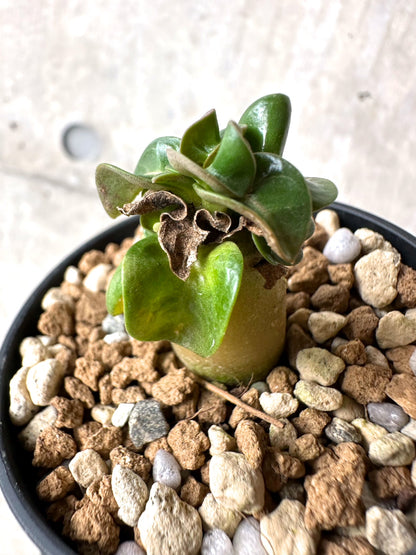 【現品限り】[在庫整理価格]アデニウム・DHA 葉巻【I29】 Adenium DHA