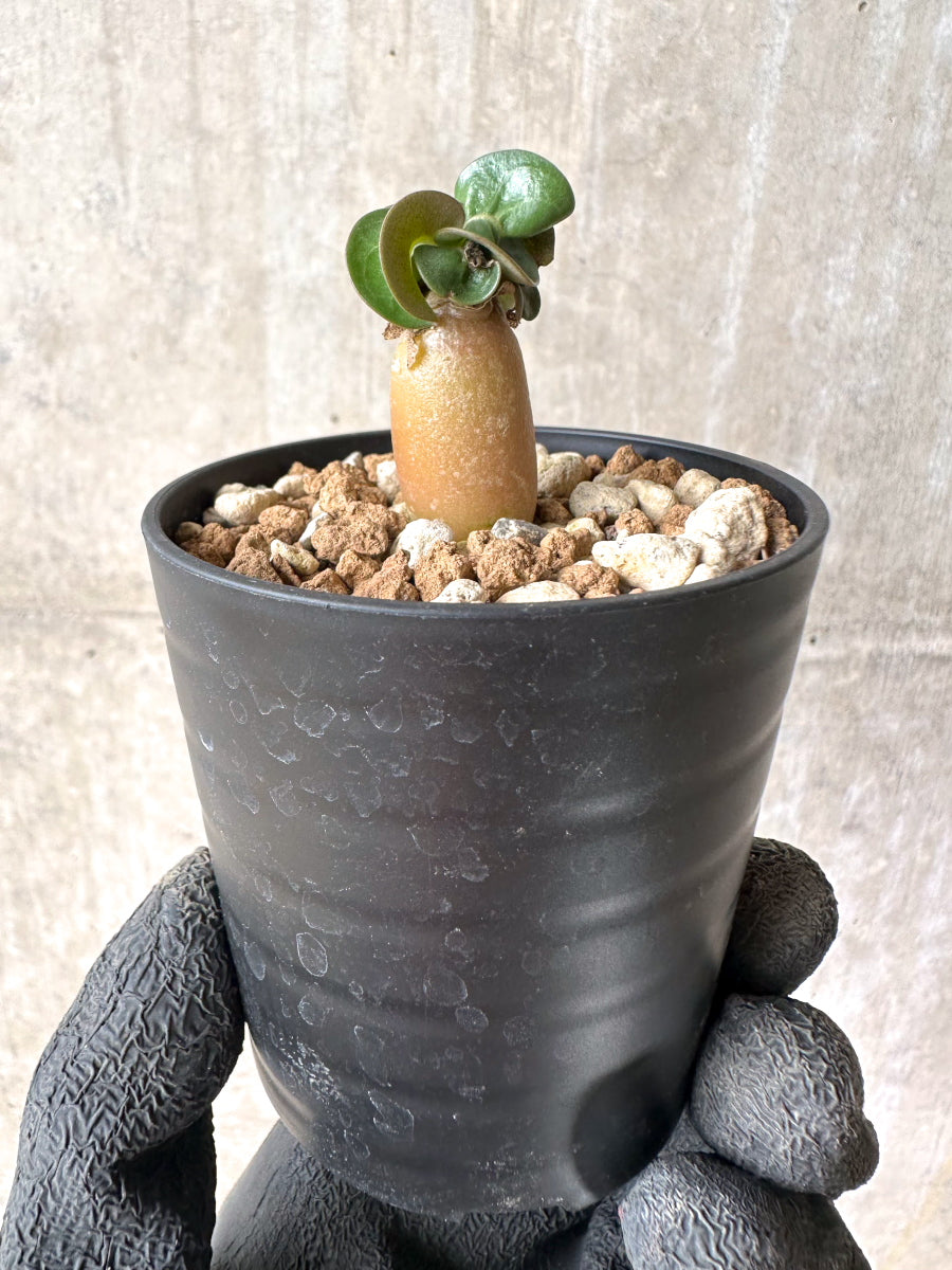 【現品限り】[在庫整理価格]アデニウム・DHA 葉巻【I2】 Adenium DHA
