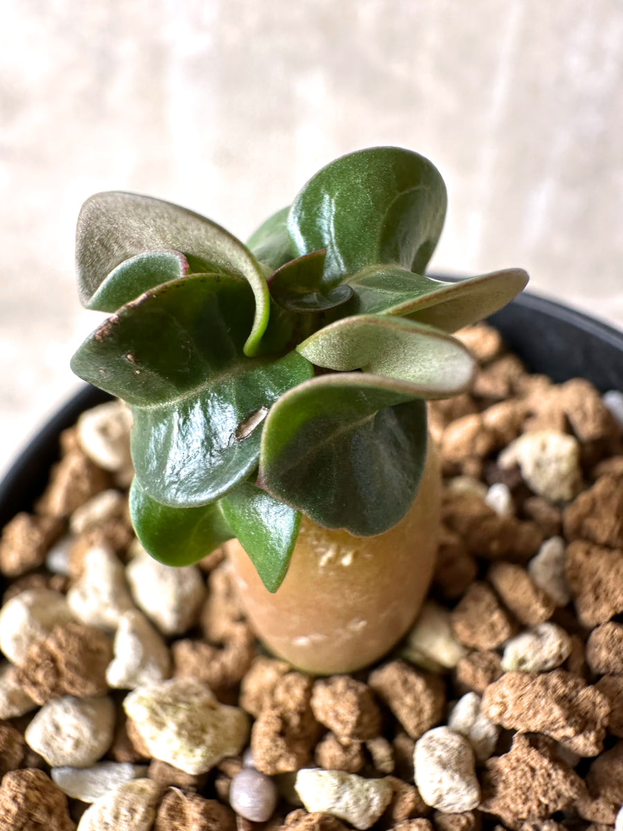 【現品限り】[在庫整理価格]アデニウム・DHA 葉巻【I2】 Adenium DHA