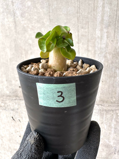 【現品限り】[在庫整理価格]アデニウム・DHA 葉巻【I3】 Adenium DHA