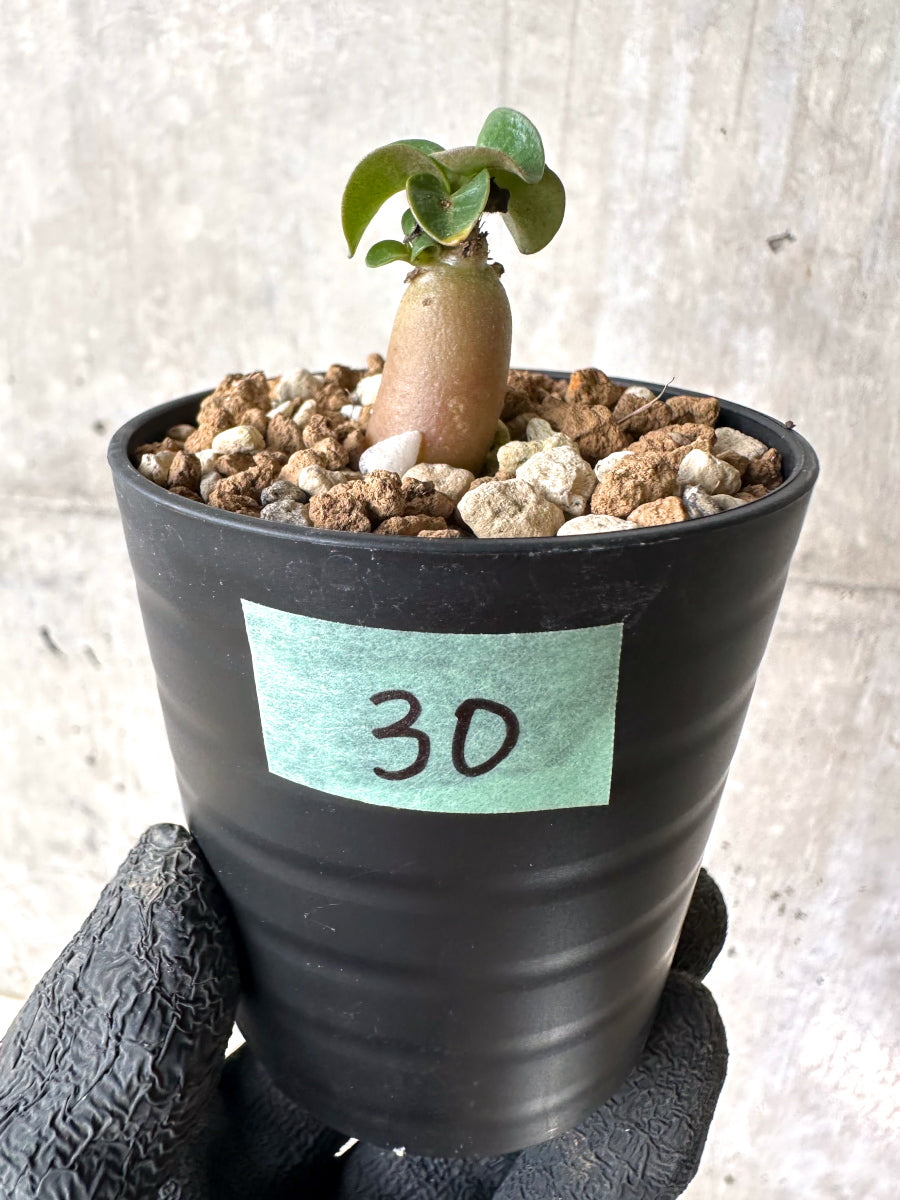 【現品限り】[在庫整理価格]アデニウム・DHA 葉巻【I30】 Adenium DHA
