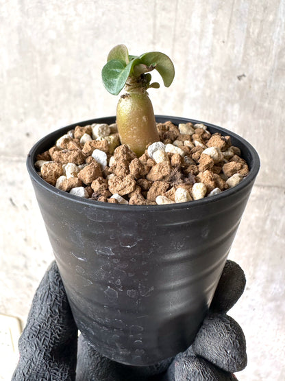 【現品限り】[在庫整理価格]アデニウム・DHA 葉巻【I30】 Adenium DHA