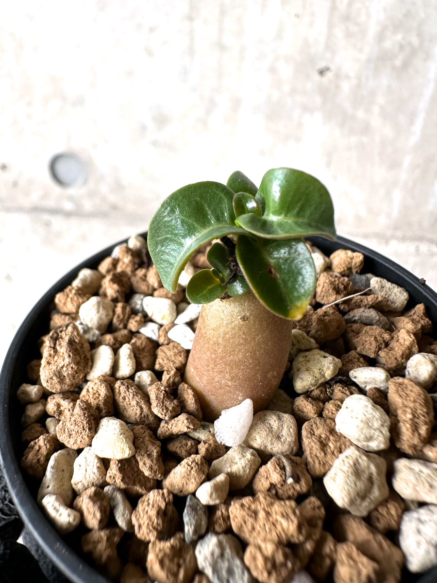 【現品限り】[在庫整理価格]アデニウム・DHA 葉巻【I30】 Adenium DHA