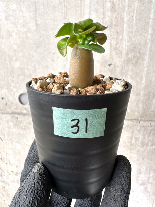 【現品限り】[在庫整理価格]アデニウム・DHA 葉巻【I31】 Adenium DHA