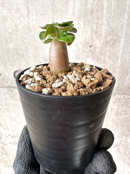 【現品限り】[在庫整理価格]アデニウム・DHA 葉巻【I31】 Adenium DHA