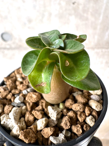 【現品限り】[在庫整理価格]アデニウム・DHA 葉巻【I31】 Adenium DHA