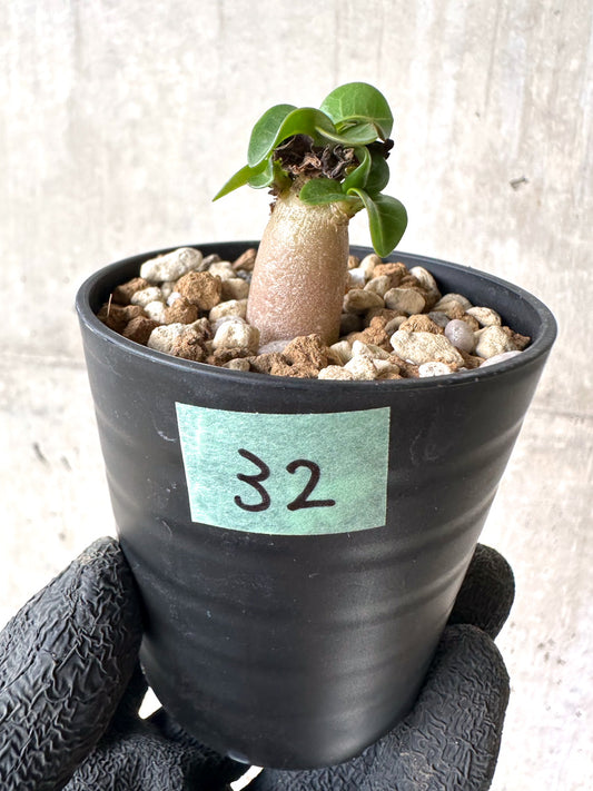 【現品限り】[在庫整理価格]アデニウム・DHA 葉巻【I32】 Adenium DHA