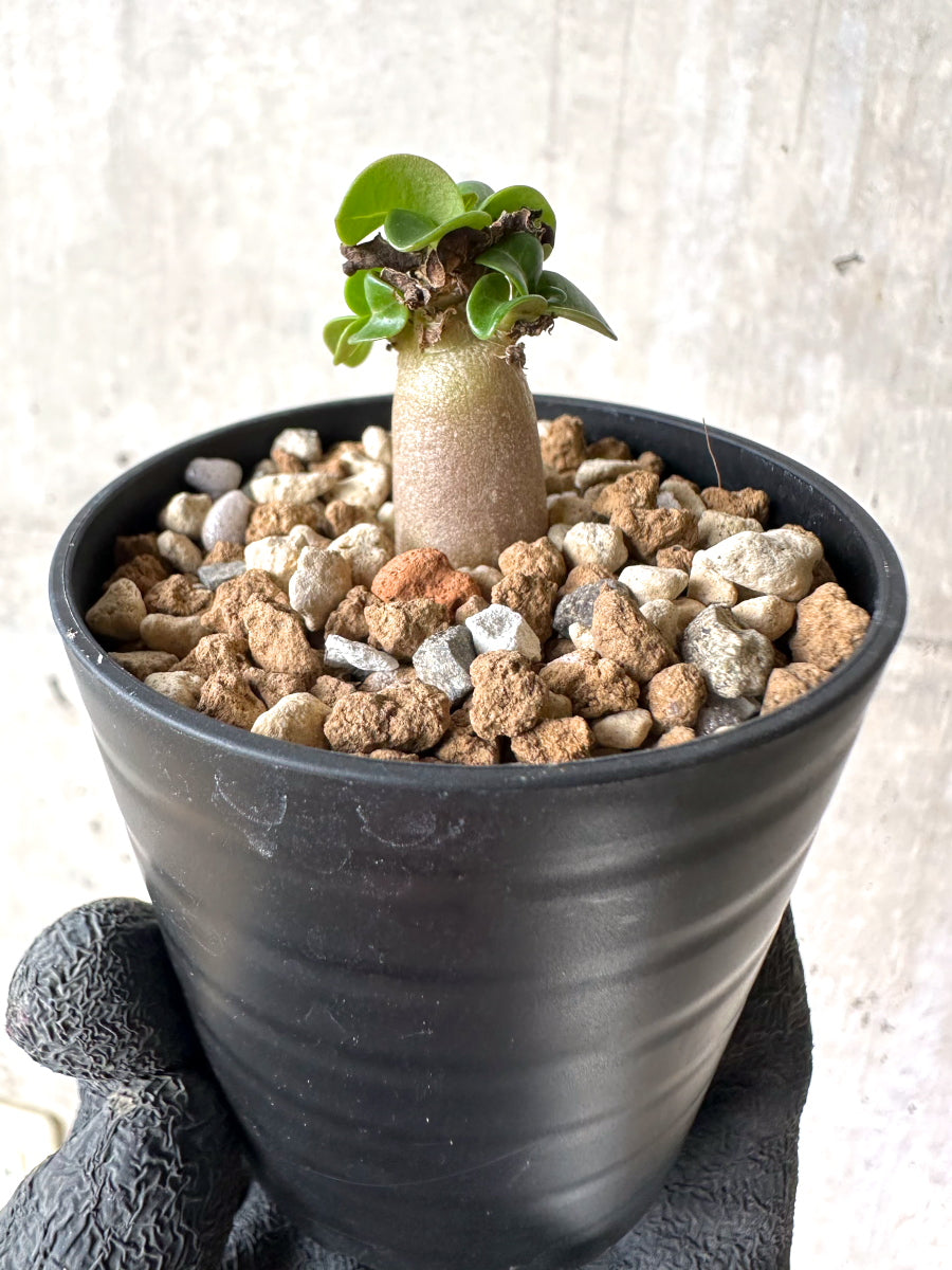 【現品限り】[在庫整理価格]アデニウム・DHA 葉巻【I32】 Adenium DHA