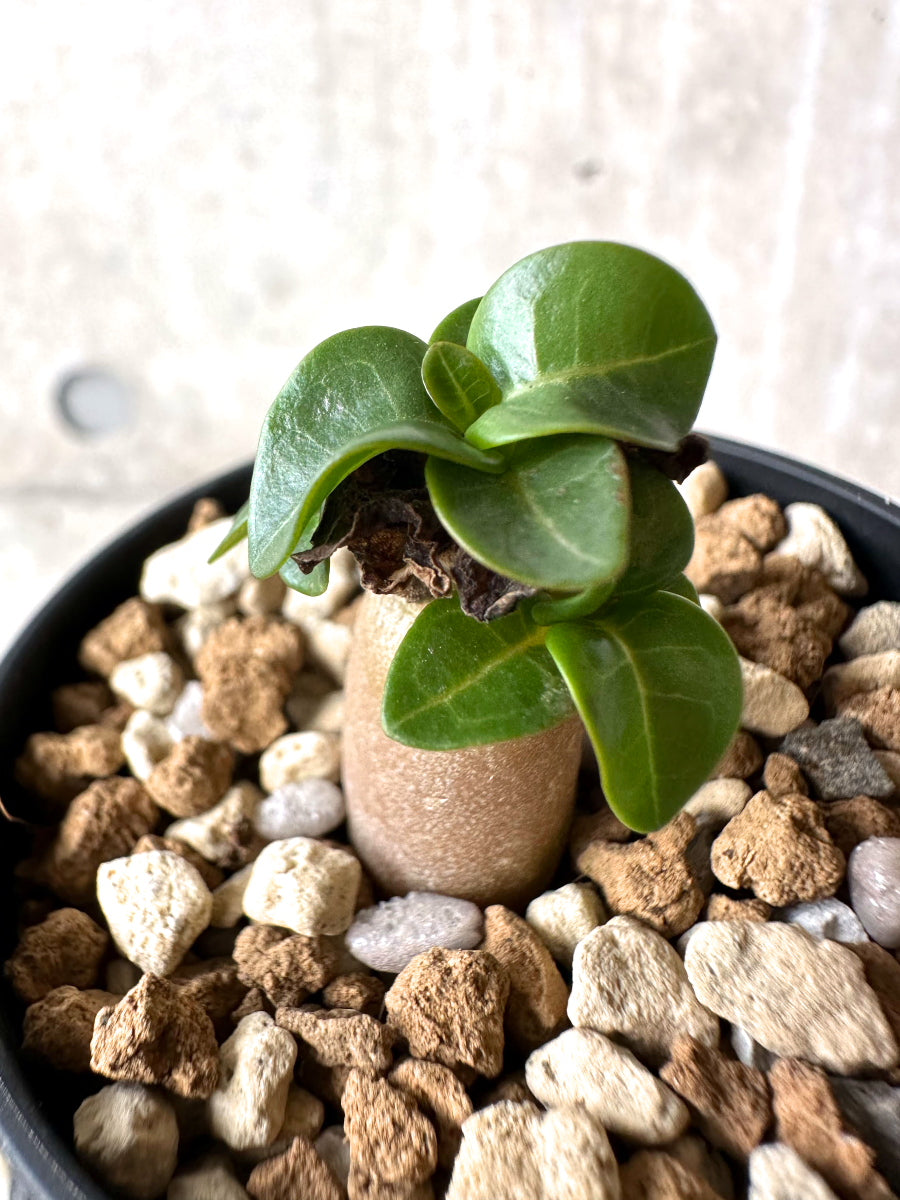 【現品限り】[在庫整理価格]アデニウム・DHA 葉巻【I32】 Adenium DHA