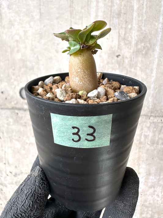 【現品限り】[在庫整理価格]アデニウム・DHA 葉巻【I33】 Adenium DHA