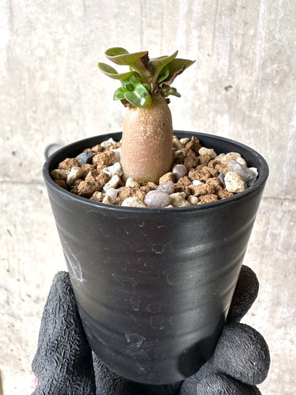 【現品限り】[在庫整理価格]アデニウム・DHA 葉巻【I33】 Adenium DHA
