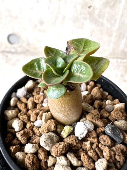 【現品限り】[在庫整理価格]アデニウム・DHA 葉巻【I33】 Adenium DHA