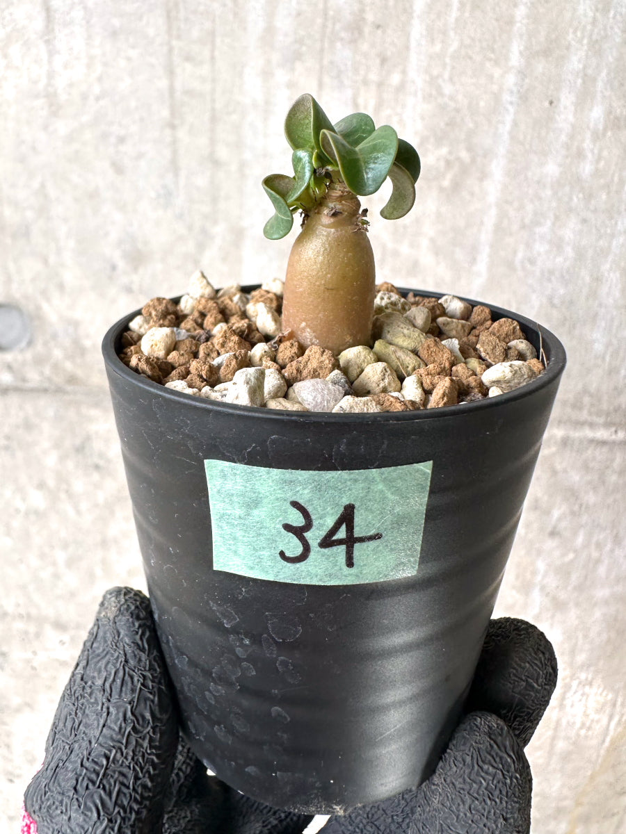 【現品限り】[在庫整理価格]アデニウム・DHA 葉巻【I34】 Adenium DHA