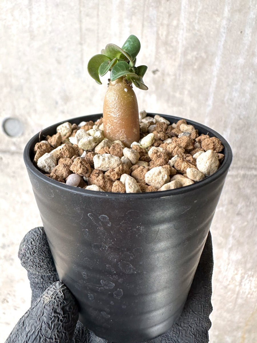 【現品限り】[在庫整理価格]アデニウム・DHA 葉巻【I34】 Adenium DHA