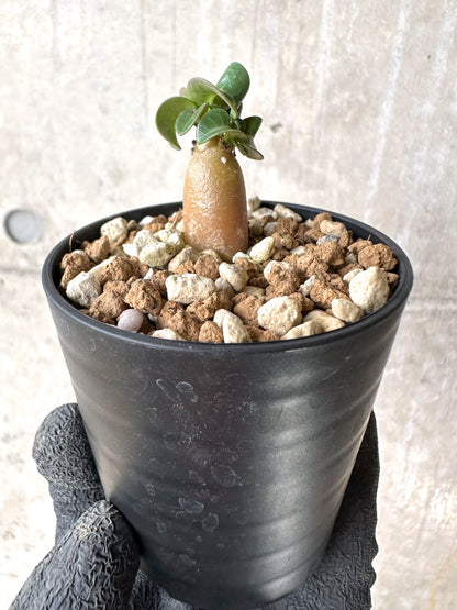 【現品限り】[在庫整理価格]アデニウム・DHA 葉巻【I34】 Adenium DHA