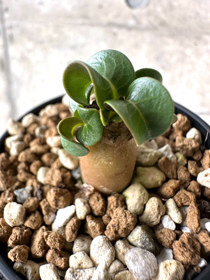 【現品限り】[在庫整理価格]アデニウム・DHA 葉巻【I34】 Adenium DHA