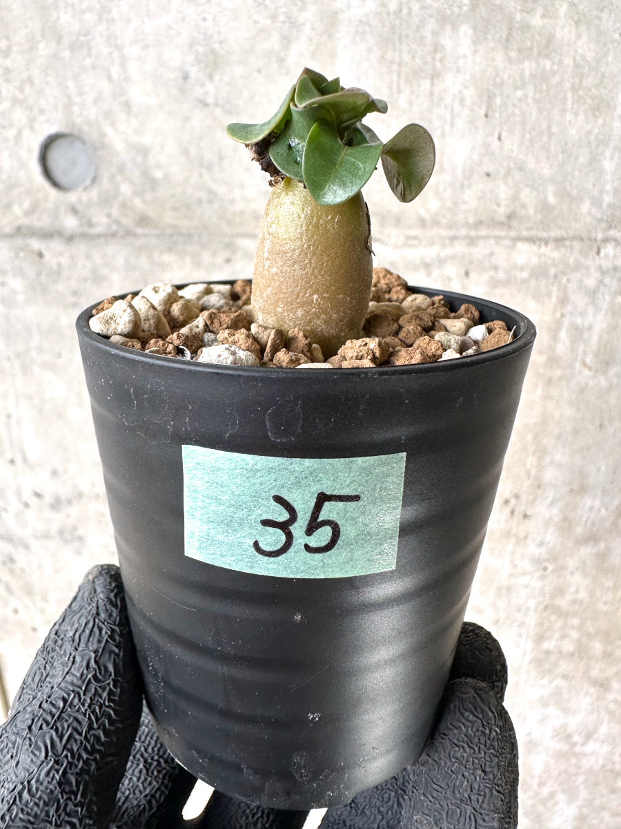 【現品限り】[在庫整理価格]アデニウム・DHA 葉巻【I35】 Adenium DHA