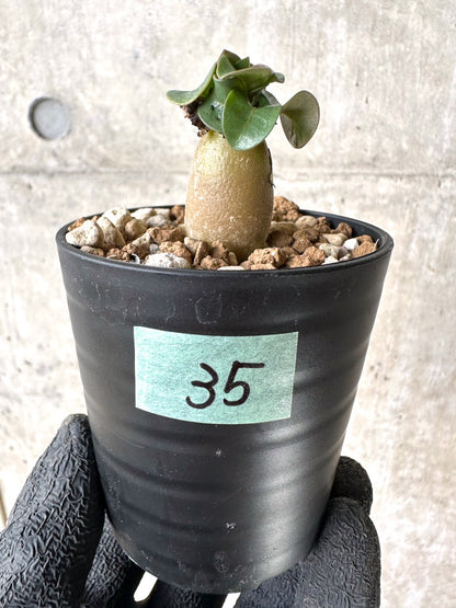 【現品限り】[在庫整理価格]アデニウム・DHA 葉巻【I35】 Adenium DHA