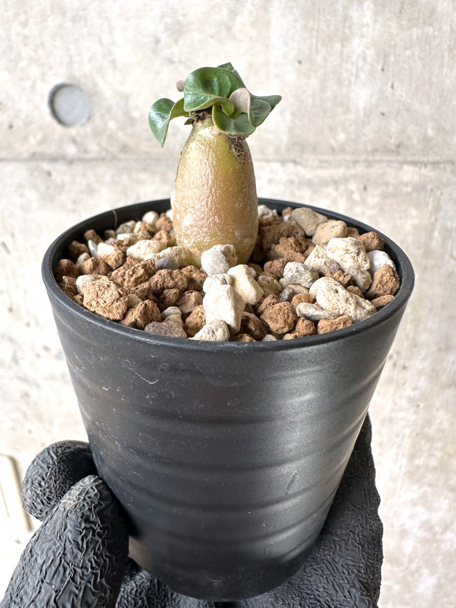 【現品限り】[在庫整理価格]アデニウム・DHA 葉巻【I35】 Adenium DHA