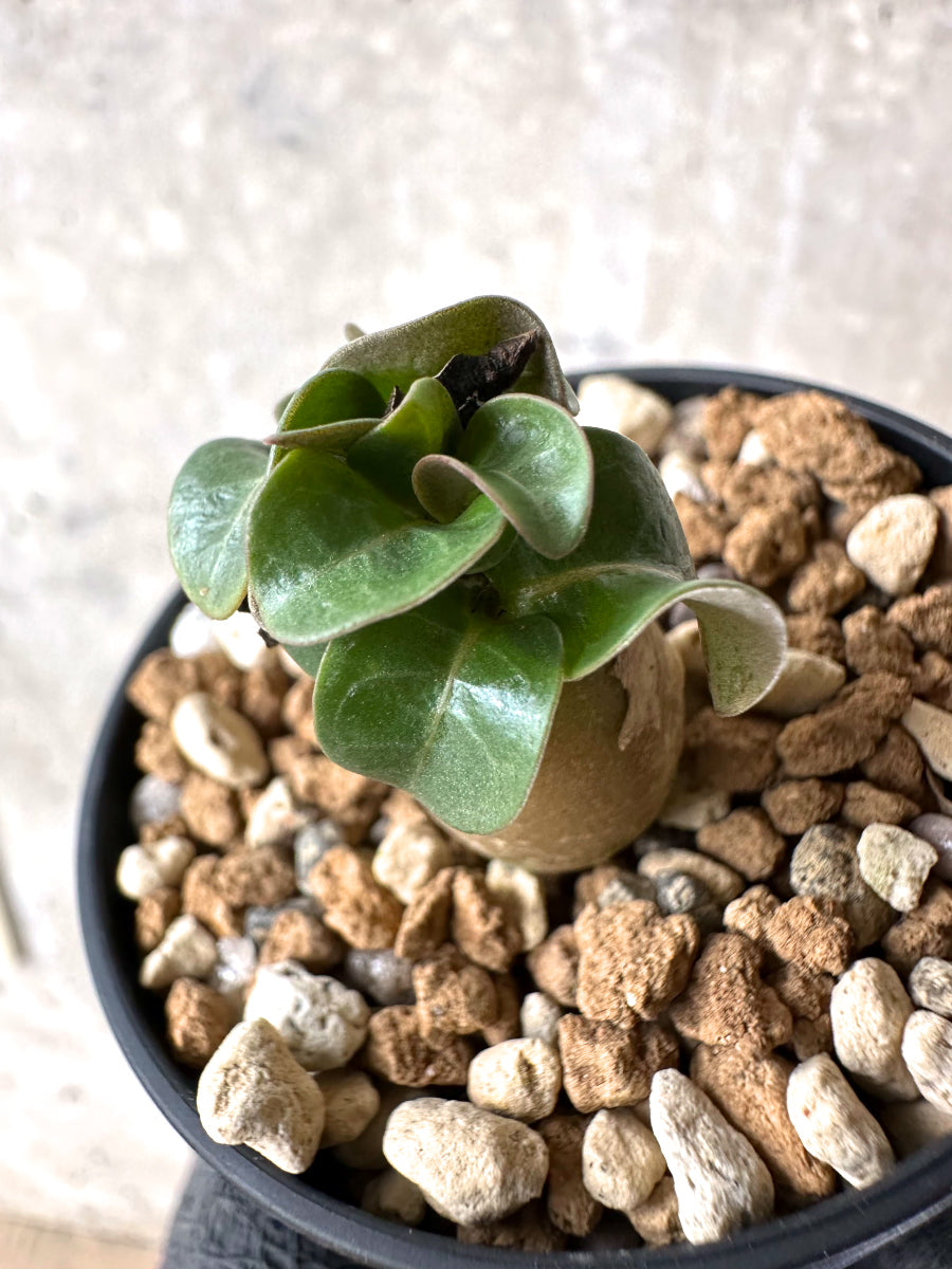 【現品限り】[在庫整理価格]アデニウム・DHA 葉巻【I35】 Adenium DHA