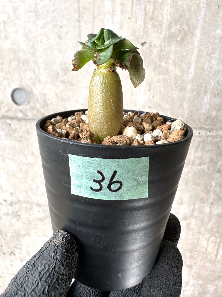 【現品限り】[在庫整理価格]アデニウム・DHA 葉巻【I36】 Adenium DHA