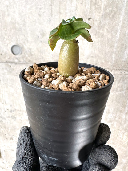 【現品限り】[在庫整理価格]アデニウム・DHA 葉巻【I36】 Adenium DHA