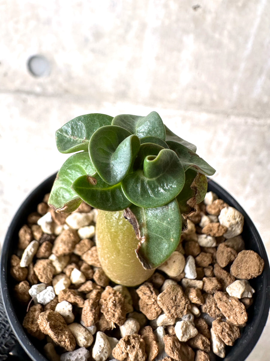 【現品限り】[在庫整理価格]アデニウム・DHA 葉巻【I36】 Adenium DHA