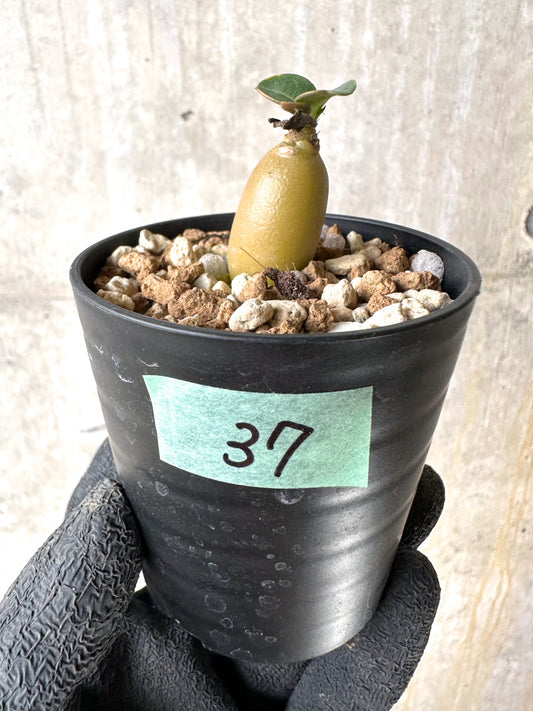 【現品限り】[在庫整理価格]アデニウム・DHA 葉巻【I37】 Adenium DHA