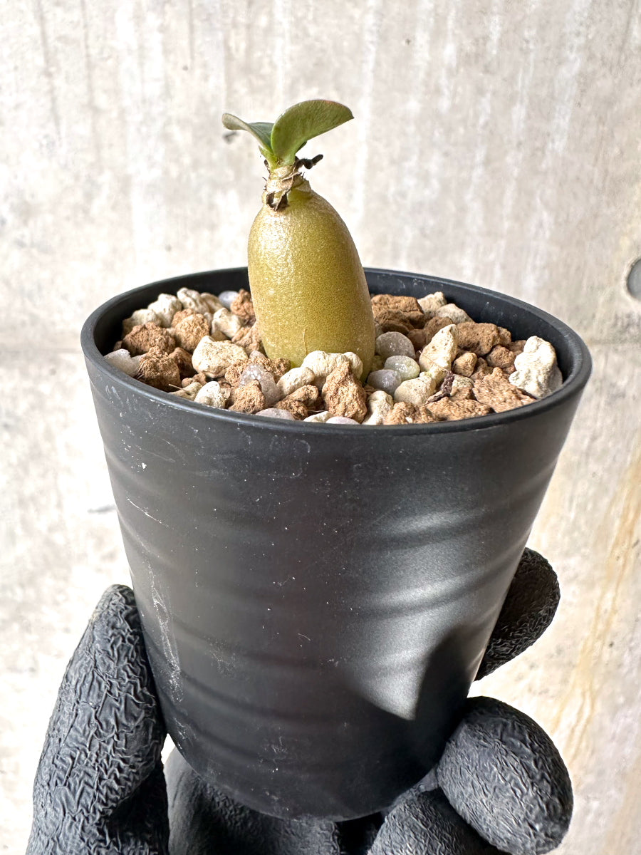 【現品限り】[在庫整理価格]アデニウム・DHA 葉巻【I37】 Adenium DHA