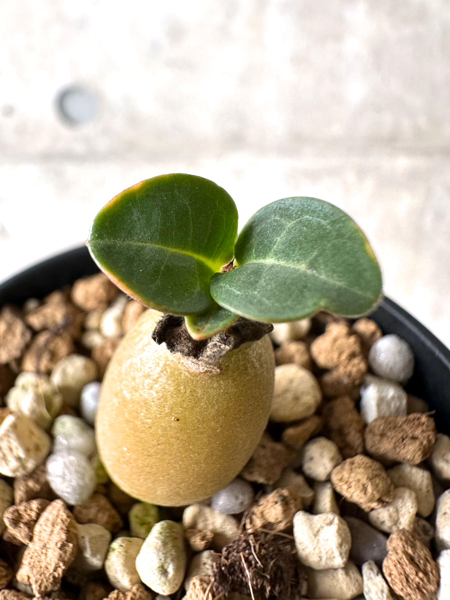 【現品限り】[在庫整理価格]アデニウム・DHA 葉巻【I37】 Adenium DHA