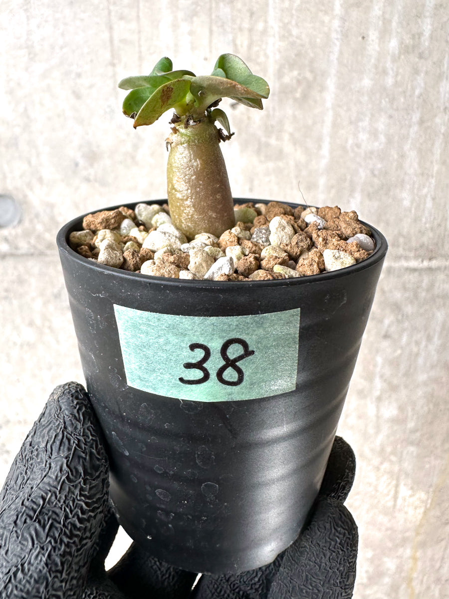 【現品限り】[在庫整理価格]アデニウム・DHA 葉巻【I38】 Adenium DHA