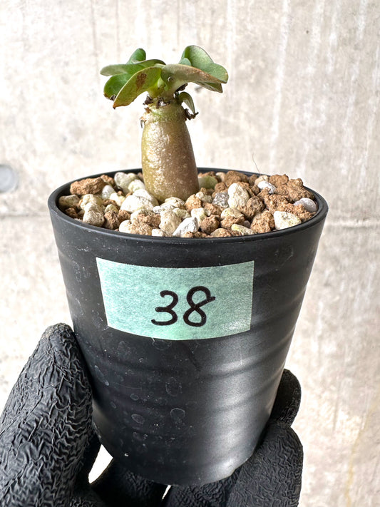 【現品限り】[在庫整理価格]アデニウム・DHA 葉巻【I38】 Adenium DHA