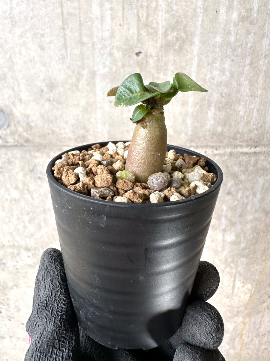 【現品限り】[在庫整理価格]アデニウム・DHA 葉巻【I38】 Adenium DHA
