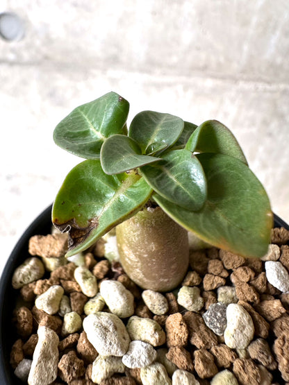 【現品限り】[在庫整理価格]アデニウム・DHA 葉巻【I38】 Adenium DHA