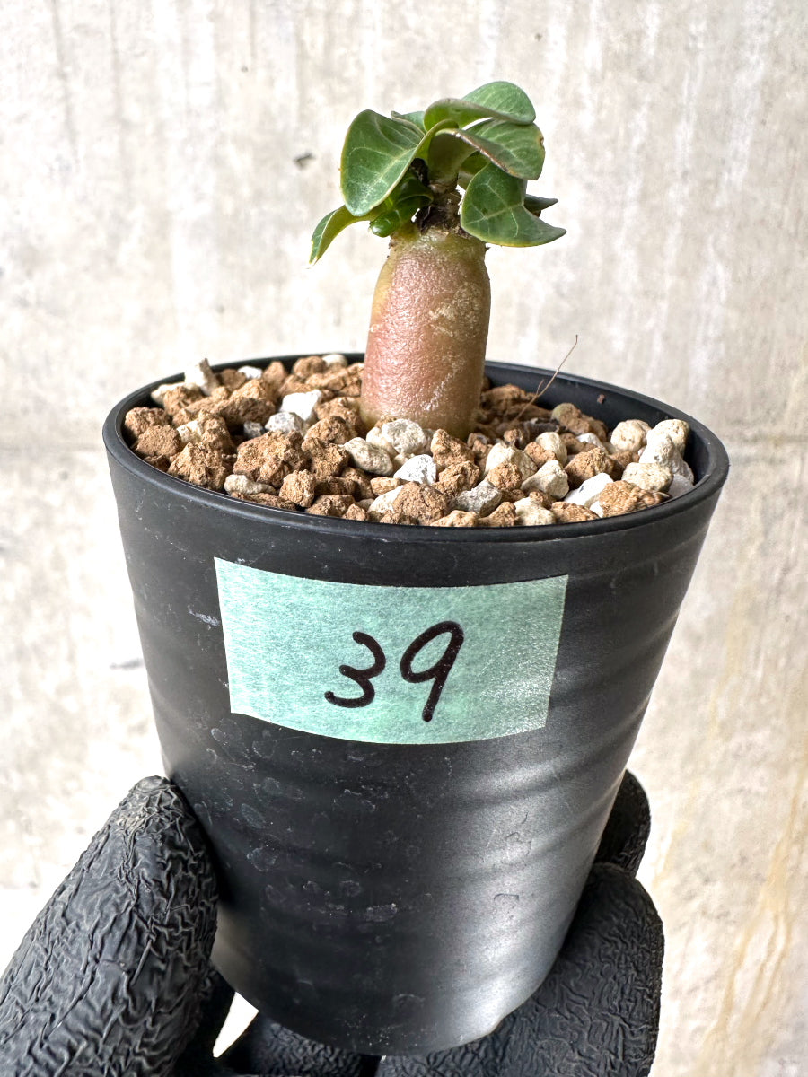 【現品限り】[在庫整理価格]アデニウム・DHA 葉巻【I39】 Adenium DHA