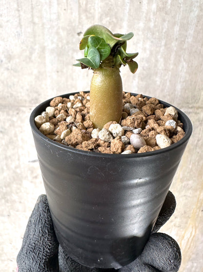 【現品限り】[在庫整理価格]アデニウム・DHA 葉巻【I39】 Adenium DHA