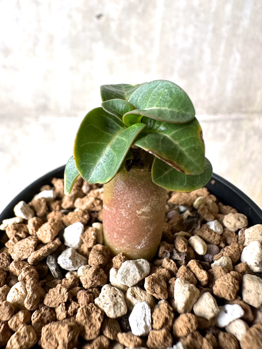 【現品限り】[在庫整理価格]アデニウム・DHA 葉巻【I39】 Adenium DHA